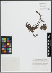 Foto von Salix alpina Scop.